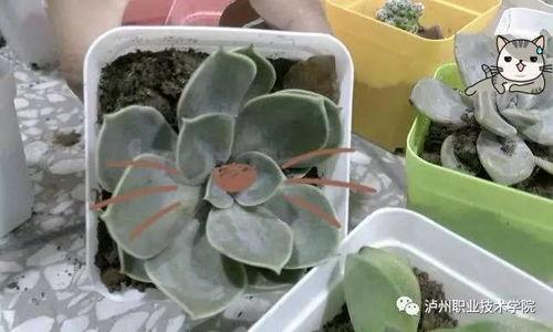 吃瓜群众小盆栽是真的吗,吃瓜群众热议的小盆栽真相