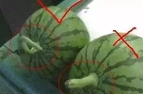 吃瓜群众减肥法怎么做的,揭秘“吃瓜群众减肥法”实操指南