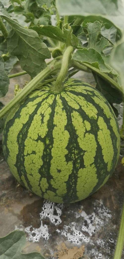 舟山吃瓜群众事件真相是真的吗,揭秘背后真相