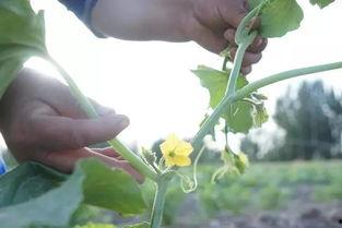 新疆吃瓜群众视频最新版