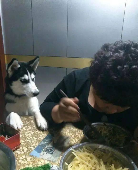 吃瓜群众黑脸做鬼脸二哈,二哈笑翻全场